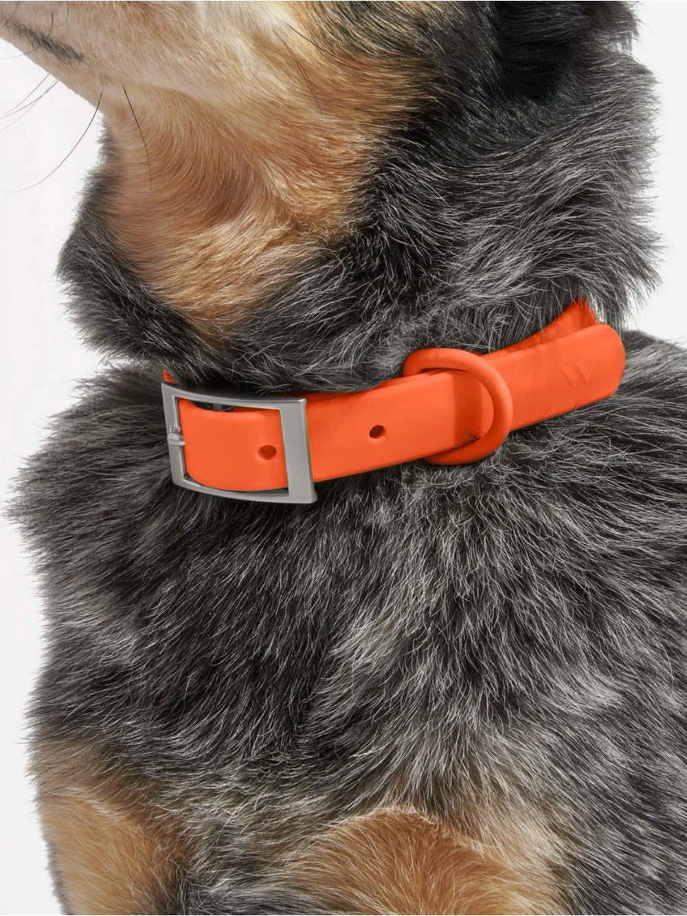 Wild One Waterproof Dog Collar Blaze Orange Small